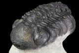 Lot: Assorted Devonian Trilobites - Pieces #76918-2